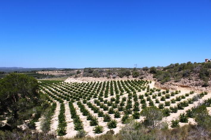 Photo 4 of Bargain Plot, Orihuela Costa, Costa Blanca