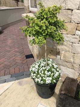 Photo 76 of "Two Trees"  44 Bankmore Road, Omagh