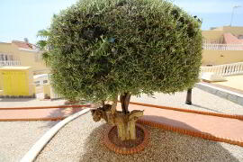 Photo 15 of Bargain Townhouse, Villamartin, Costa Blanca