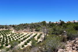 Photo 6 of Bargain Plot, Orihuela Costa, Costa Blanca