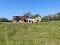 Photo 31 of 39 Thornhill Road, Dungannon