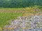 Photo 6 of Castlebalfour Road, Lisnaskea