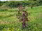 Photo 9 of Adj, To78a Ballyculter Road, Downpatrick