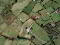 Photo 5 of Lands At Glen Road, Tempo