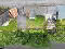 Photo 34 of 26 St Eugenes Street, Newtownstewart, Omagh