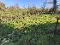 Photo 9 of Drumreenagh, Scotshouse, Clones
