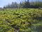 Photo 14 of Drumreenagh, Scotshouse, Clones