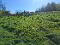 Photo 15 of Drumreenagh, Scotshouse, Clones