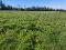 Photo 21 of Drumreenagh, Scotshouse, Clones