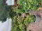 Photo 34 of 26 Mullalelish Road, Richhill