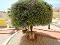Photo 15 of Bargain Townhouse, Villamartin, Costa Blanca