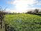Photo 9 of Agricultural Land At Tardree Road, Kells, Ballymena