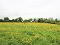 Photo 1 of 1 Building Site Between, 125 & 129 Ballymena Road, Doagh, Ballyclare