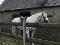 Photo 4 of Stable Blocks At, Magheralone Road, Ballynahinch